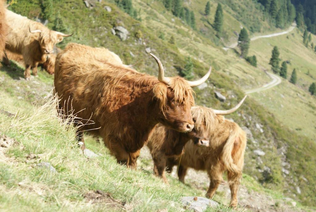 Kraftquelle Herrnmuhle Bramberg am Wildkogel Exteriör bild